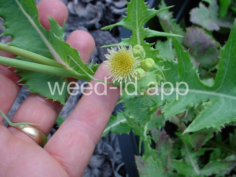 sowthistle, annual